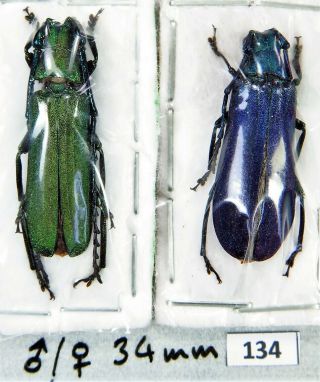 Unmounted Beetle Cerambycidae Prioninae Vietetropis Viridis Pair 34 Mm Laos