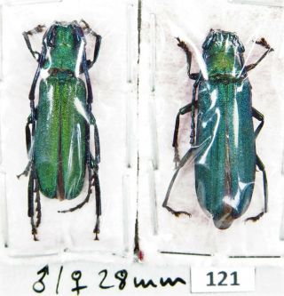 Unmounted Beetle Cerambycidae Prioninae Vietetropis Viridis Pair 28 Mm Laos