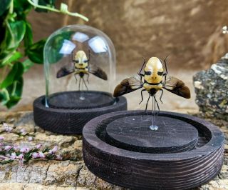 P90 Entomology Taxidermy Oddities Curiosities Man Face Beetle Glass Dome Spread