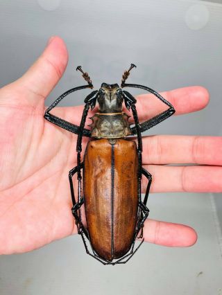 Callipogon Armillatus From Peru 111.  5mm Cerambycidae