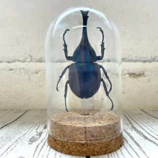 Thai Fighting Beetle (xylotrupes Gideon) Glass Bell Dome Display Jar Cloche