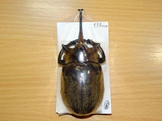 Dynastidae.  Megasoma Elephas Elephas Male 113mm A1 - Mexico.  Beetle.  (8. )