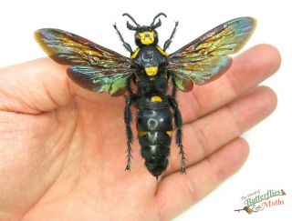 Monster Parasitic Wasp Massive 90mm,  Wingspan Megascolia Procer Set X1 Fm J01