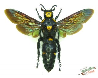 Monster parasitic Wasp massive 90mm,  wingspan Megascolia procer SET x1 FM j01 2