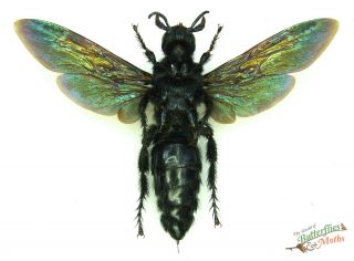 Monster parasitic Wasp massive 90mm,  wingspan Megascolia procer SET x1 FM j01 3