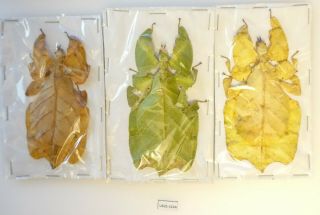 Phyllium Bioculatum Orange/yellow And Green Form | Indonesia | | Uk21 - 122a Rare