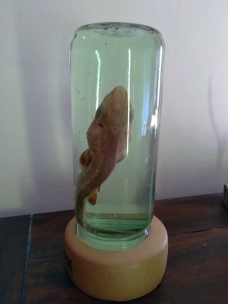 Real Baby Shark In A Bottle Taxidermy Marine Jarred Specimen Preserved