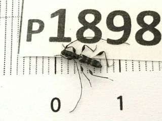 P1898 Cerambycidae Lucanus Insect Beetle Coleoptera Vietnam