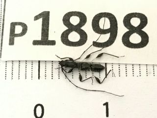 P1898 Cerambycidae Lucanus insect beetle Coleoptera Vietnam 2