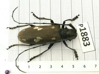 P1883 Cerambycidae Lucanus Insect Beetle Coleoptera Vietnam