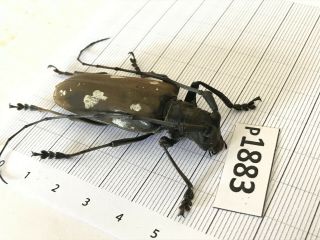 P1883 Cerambycidae Lucanus insect beetle Coleoptera Vietnam 2