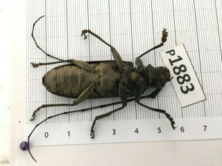 P1883 Cerambycidae Lucanus insect beetle Coleoptera Vietnam 3