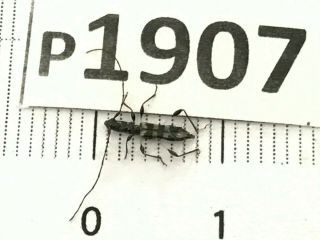 P1907 Cerambycidae Lucanus Insect Beetle Coleoptera Vietnam