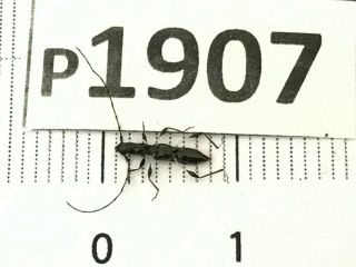 P1907 Cerambycidae Lucanus insect beetle Coleoptera Vietnam 2