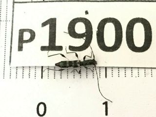 P1900 Cerambycidae Lucanus Insect Beetle Coleoptera Vietnam