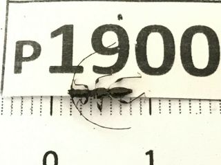 P1900 Cerambycidae Lucanus insect beetle Coleoptera Vietnam 2