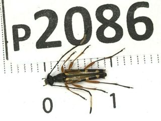 P2086 Cerambycidae Lucanus Insect Beetle Coleoptera Vietnam