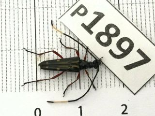 P1897 Cerambycidae Lucanus Insect Beetle Coleoptera Vietnam