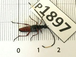 P1897 Cerambycidae Lucanus insect beetle Coleoptera Vietnam 2