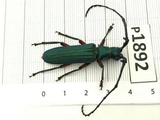 P1892 Cerambycidae Lucanus Insect Beetle Coleoptera Vietnam