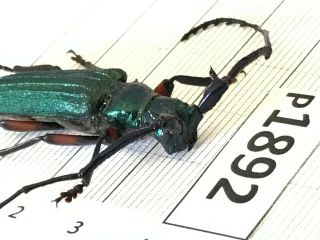 P1892 Cerambycidae Lucanus insect beetle Coleoptera Vietnam 2