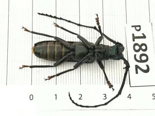 P1892 Cerambycidae Lucanus insect beetle Coleoptera Vietnam 3