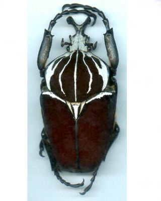 Coleoptera - Goliathus Goliathus - V.  Large Male 96.  30 Mm - Cameroon