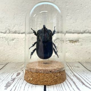Rhino Horned Beetle (trichogomphus Martabani) Glass Bell Cloche Dome Jar Display
