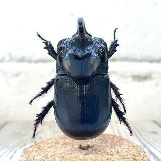 Rhino Horned Beetle (Trichogomphus martabani) Glass Bell Cloche Dome Jar Display 3