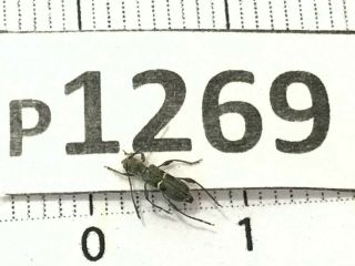 P1269 Cerambycidae Lucanus Insect Beetle Coleoptera Vietnam