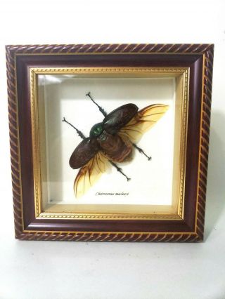 Real Cheirotonus Macleayi Beetle Framed From Bitsandbugs.  Com