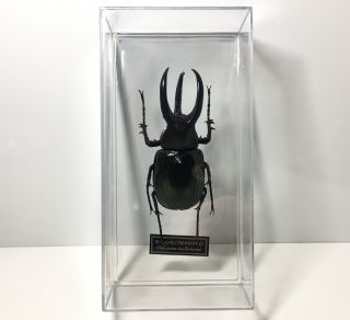 Deagostini 1:1 Chalcosoma Moellenkampi Rhinoceros Male Horn Beetle Insect Figure