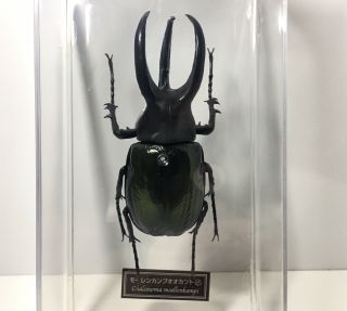 Deagostini 1:1 Chalcosoma Moellenkampi rhinoceros Male Horn Beetle Insect Figure 2