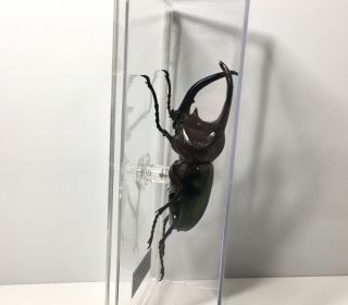 Deagostini 1:1 Chalcosoma Moellenkampi rhinoceros Male Horn Beetle Insect Figure 3
