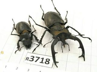 R3718 Cerambycidae Lucanus Insect Beetle Coleoptera Vietnam