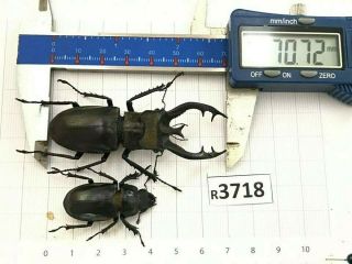 R3718 Cerambycidae Lucanus insect beetle Coleoptera Vietnam 2