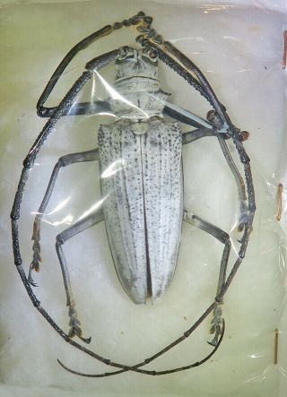 210504 Cerambycidae Batocera Porioni M 57 Mm Salomon A2 Details In