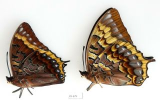 Charaxes Orilus Pair | Timor,  Indonesia | As Pictured | Uk21 - 579 Huge Female