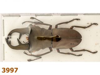 Lucanidae: Cyclommatus Kaupi A1,  42 Mm,  1 Pc