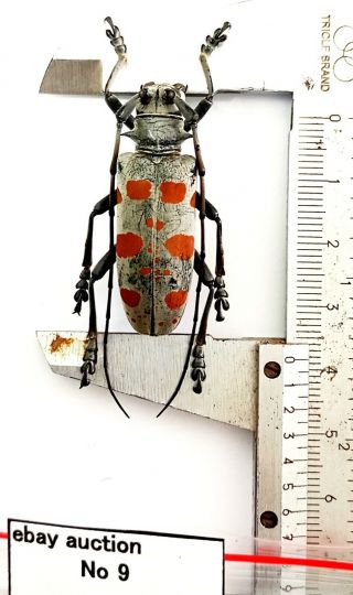 Very Rare Cerambycidae Sp 38mm From Morotai Indonesia