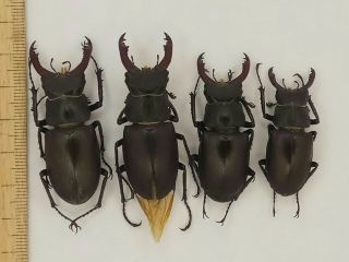 Coleoptera Lucanidae Lucanus Cervus Tauricus A1/ 4.  0/4.  7/5.  2/5.  3mm - Male /crimea