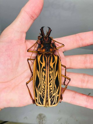 Macrodontia Cervicornis From Peru Female Big Size 102mm Cerambycidae