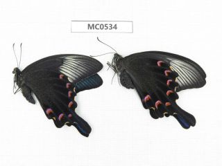 Butterfly.  Papilio Dehaani Ssp.  Shandong,  Zaozhuang.  1p.  Mc0534.