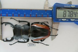92256 Lucanidae: Odontolabis Cuvera.  Vietnam South.  87mm