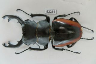 92256 Lucanidae: Odontolabis cuvera.  Vietnam South.  87mm 2
