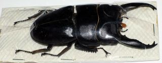 Dorcus Alcides Male 93mm (lucanidae)