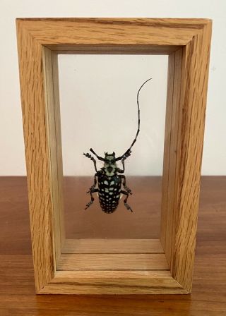 Rare Real Framed Beetle Calloplophora Sollii In Custom Shadow Box Bug Insect