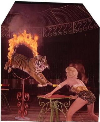 Historic Circus Tiger Jumps Burning Ring Vivid Color Photo Transparency