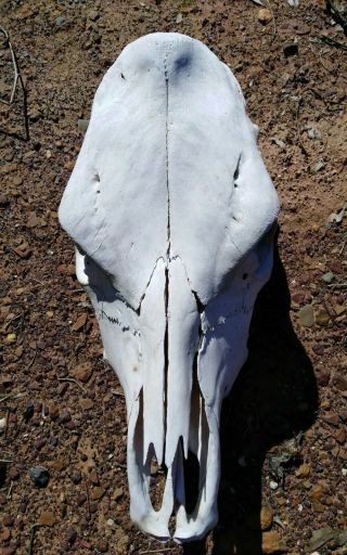 Real Cow Skull For Taxidermy Or Home Decor Animal Bones Diablo Cow Horns