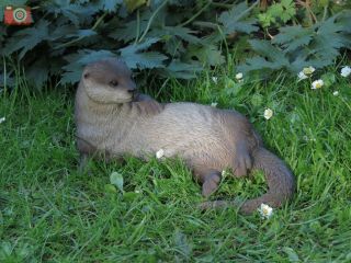 Laying Otter Figure By Vivid Arts.  Ultra Realistic Garden Or Home Ornament